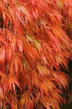 Orangeola Weeping Japanese Maple (High Graft Tree) - 3 Gallon Pot 8 Orangeola Weeping Japanese Maple (High Graft Tree) - 3 Gallon Pot -Plant Promotion Store Japanese Maple Orangeola 2
