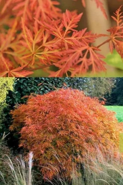 Orangeola Weeping Japanese Maple (High Graft Tree) - 3 Gallon Pot 9 Orangeola Weeping Japanese Maple (High Graft Tree) - 3 Gallon Pot -Plant Promotion Store Japanese Maple Orangeola 3