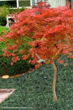 Orangeola Weeping Japanese Maple - 1 Gallon Pot (High Grafted Tree Form) -Plant Promotion Store Japanese Maple Orangeola High Branch 1