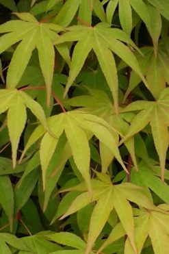 Osakazuki Japanese Maple - 3 Gallon Pot -Plant Promotion Store Japanese Maple Osakazuki 5