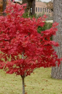 Pixie Dwarf Red Japanese Maple - 5 Gallon Pot -Plant Promotion Store Japanese Maple Pixie Dwarf 10