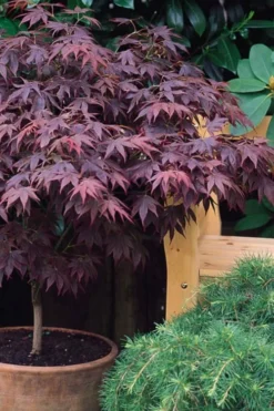 Pixie Dwarf Red Japanese Maple - 5 Gallon Pot -Plant Promotion Store Japanese Maple Pixie Dwarf 6