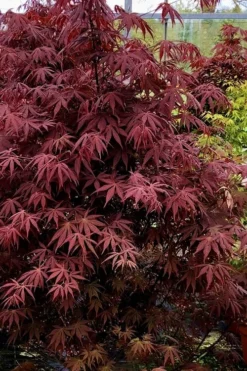 Pixie Dwarf Red Japanese Maple - 5 Gallon Pot -Plant Promotion Store Japanese Maple Pixie Dwarf 9