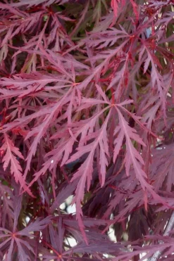 Red Dragon Dwarf Japanese Maple - 2 Gallon Pot -Plant Promotion Store Japanese Maple Red Dragon 11 1