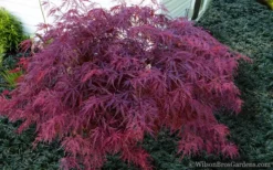 Red Dragon Dwarf Japanese Maple - 2 Gallon Pot -Plant Promotion Store Japanese Maple Red Dragon 21 1