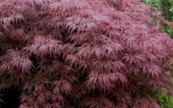 Red Dragon Dwarf Japanese Maple - 2 Gallon Pot -Plant Promotion Store Japanese Maple Red Dragon 3 1