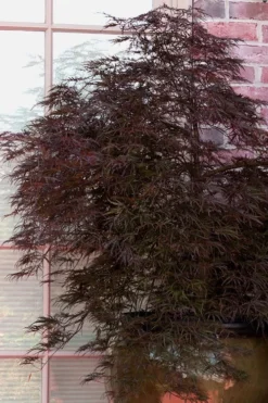 Red Select Laceleaf Japanese Maple - 1 Gallon Pot -Plant Promotion Store Japanese Maple Red Select 2