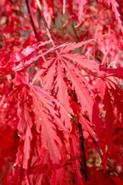 Red Select Laceleaf Japanese Maple - 1 Gallon Pot -Plant Promotion Store Japanese Maple Red Select 4