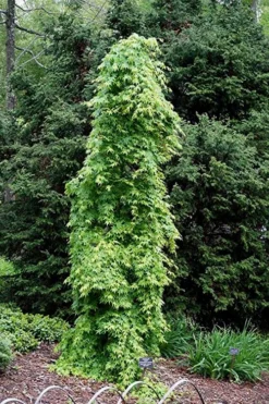 Ryusen Weeping Japanese Maple - 3 Gallon Pot 14 Ryusen Weeping Japanese Maple - 3 Gallon Pot -Plant Promotion Store Japanese Maple Ryusen 1