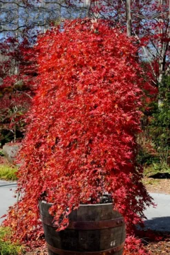 Ryusen Weeping Japanese Maple - 3 Gallon Pot