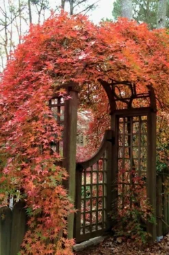 Ryusen Weeping Japanese Maple - 3 Gallon Pot 11 Ryusen Weeping Japanese Maple - 3 Gallon Pot -Plant Promotion Store Japanese Maple Ryusen 2