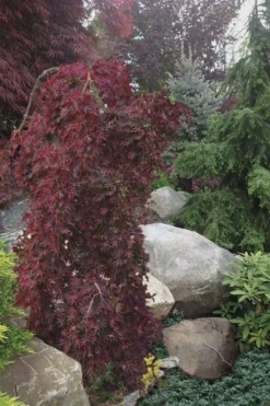 Ryusen Weeping Japanese Maple - 3 Gallon Pot 12 Ryusen Weeping Japanese Maple - 3 Gallon Pot -Plant Promotion Store Japanese Maple Ryusen 5