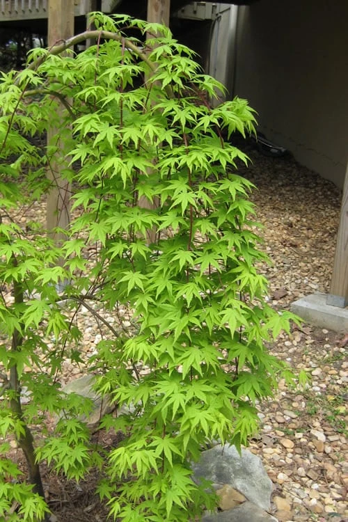 Ryusen Weeping Japanese Maple - 3 Gallon Pot 6 Ryusen Weeping Japanese Maple - 3 Gallon Pot - Image 6