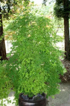 Ryusen Weeping Japanese Maple - 3 Gallon Pot 15 Ryusen Weeping Japanese Maple - 3 Gallon Pot -Plant Promotion Store Japanese Maple Ryusen 8