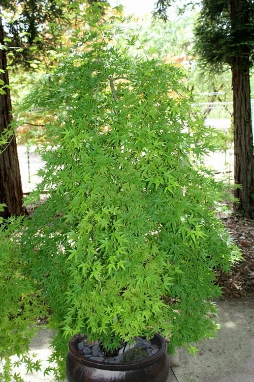 Ryusen Weeping Japanese Maple - 3 Gallon Pot 8 Ryusen Weeping Japanese Maple - 3 Gallon Pot - Image 8