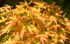 Sango Kaku Coral Bark Japanese Maple - 5 Gallon Pot 14 Sango Kaku Coral Bark Japanese Maple - 5 Gallon Pot -Plant Promotion Store Japanese Maple Sango Kaku 22