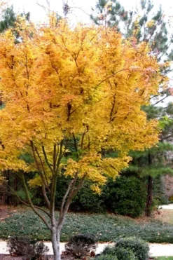 Sango Kaku Coral Bark Japanese Maple - 3 Gallon Pot (7-8') -Plant Promotion Store Japanese Maple Sango Kaku 31 1