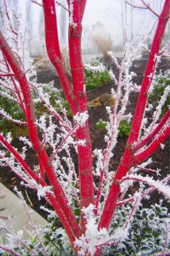 Sango Kaku Coral Bark Japanese Maple - 3 Gallon Pot (7-8') -Plant Promotion Store Japanese Maple Sango Kaku Coral Bark 500x750 2