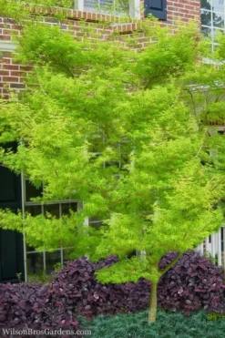 Seiryu Japanese Maple - 2 Gallon Pot -Plant Promotion Store Japanese Maple Seiryu 23