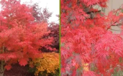 Seiryu Japanese Maple - 2 Gallon Pot -Plant Promotion Store Japanese Maple Seiryu Fall Color