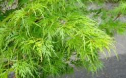 Seiryu Japanese Maple - 1 Gallon Pot -Plant Promotion Store Japanese Maple Seiryu Spring Color 1