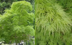 Seiryu Japanese Maple - 1 Gallon Pot -Plant Promotion Store Japanese Maple Seiryu Summer Color 1