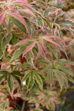 Shirazz Japanese Maple - 5 Gallon Pot (4-5') -Plant Promotion Store Japanese Maple Shirazz 13 1