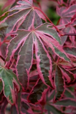 Shirazz Japanese Maple - 1 Gallon Pot 11 Shirazz Japanese Maple - 1 Gallon Pot -Plant Promotion Store Japanese Maple Shirazz 6