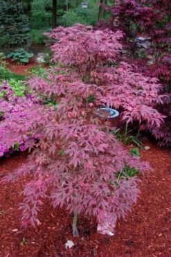 Shirazz Japanese Maple - 1 Gallon Pot 10 Shirazz Japanese Maple - 1 Gallon Pot -Plant Promotion Store Japanese Maple Shirazz 7