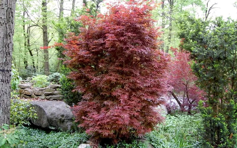 Skeeter's Broom Japanese Maple - 1 Gallon Pot 4 Skeeter's Broom Japanese Maple - 1 Gallon Pot - Image 4
