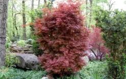 Skeeter's Broom Japanese Maple - 3 Gallon Pot -Plant Promotion Store Japanese Maple Skeeters Broom