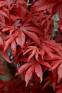 Skeeter's Broom Japanese Maple - 1 Gallon Pot 11 Skeeter's Broom Japanese Maple - 1 Gallon Pot -Plant Promotion Store Japanese Maple Skeeters Broom 6 1