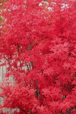 Skeeter's Broom Japanese Maple - 3 Gallon Pot -Plant Promotion Store Japanese Maple Skeeters Broom 7