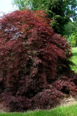 Tamukeyama Dwarf Red Japanese Maple - 1 Gallon Pot -Plant Promotion Store Japanese Maple Tamukeyama 10