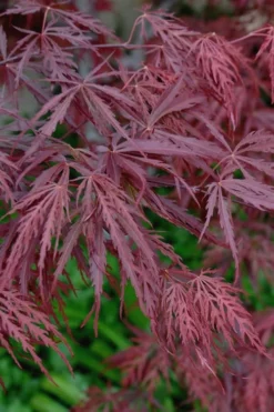 Tamukeyama Dwarf Red Japanese Maple - 2 Gallon Pot 12 Tamukeyama Dwarf Red Japanese Maple - 2 Gallon Pot -Plant Promotion Store Japanese Maple Tamukeyama 13 1
