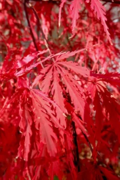 Tamukeyama Dwarf Red Japanese Maple - 2 Gallon Pot 13 Tamukeyama Dwarf Red Japanese Maple - 2 Gallon Pot -Plant Promotion Store Japanese Maple Tamukeyama 14 1