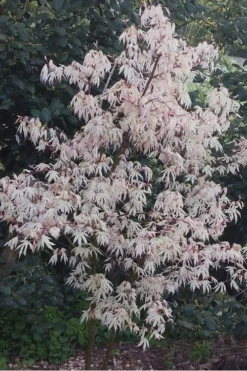 Ukigumo Floating Cloud Ghost Japanese Maple - 7 Gallon Pot -Plant Promotion Store Japanese Maple Ukigumo Floating Cloud 15