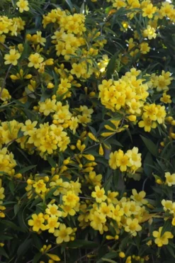 Duet Yellow Jasmine (Jessamine) - 2 Gallon Pot -Plant Promotion Store Jasmine Duet 5