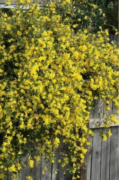 Duet Yellow Jasmine (Jessamine) - 2 Gallon Pot -Plant Promotion Store Jasmine Duet 8