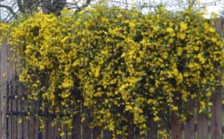 Duet Yellow Jasmine (Jessamine) - 2 Gallon Pot -Plant Promotion Store Jasmine Duet On Fence