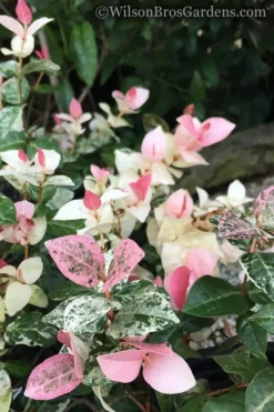 Snow N Summer Asiatic Jasmine - 1 Gallon Pot -Plant Promotion Store Jasmine Snow n Summer 20