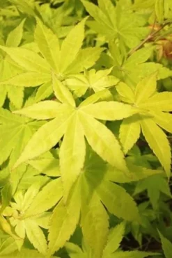 Summer Gold Japanese Maple - 3 Gallon Pot 8 Summer Gold Japanese Maple - 3 Gallon Pot -Plant Promotion Store Jpanese Maple Summer Gold Rev 500x750 1