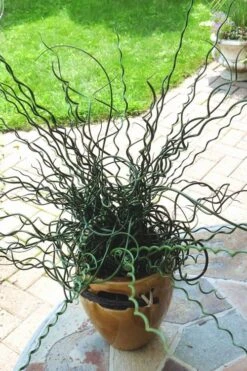 Big Twister Giant Corkscrew Rush (Juncus Effusus) - 1 Gallon Pot -Plant Promotion Store Juncus Big Twister 10