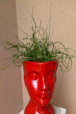 Big Twister Giant Corkscrew Rush (Juncus Effusus) - 1 Gallon Pot -Plant Promotion Store Juncus Big Twister 11
