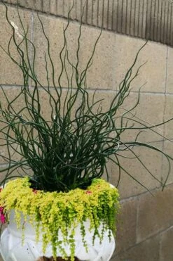 Big Twister Giant Corkscrew Rush (Juncus Effusus) - 1 Gallon Pot -Plant Promotion Store Juncus Big Twister 12