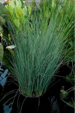 Blue Arrows Rush (Juncus Inflexus) - 8 Pack Of 1 Gallon Pots -Plant Promotion Store Juncus Blue Arrows 11
