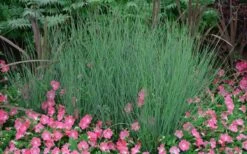 Blue Arrows Rush (Juncus Inflexus) - 8 Pack Of 1 Gallon Pots -Plant Promotion Store Juncus Blue Arrows 12