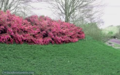 Blue Pacific Juniper - 2 Gallon Pot -Plant Promotion Store Juniper Blue Pacific 16