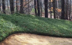 Blue Pacific Juniper - 2 Gallon Pot -Plant Promotion Store Juniper Blue Pacific