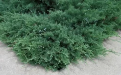 Blue Sargent Juniper - 1 Gallon Pot -Plant Promotion Store Juniper Blue Sargent 2